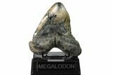 Fossil Megalodon Tooth - Pathological Tooth #168960-3